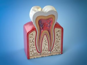 An image of the inside of a tooth and its roots